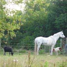 Jim & Speedy @ Fishers Farm